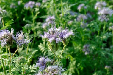 Tarlanın güzel çiçekleri