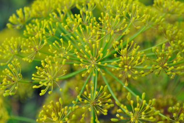 Bahçedeki güzel çiçek