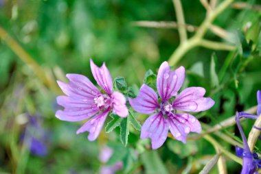 Bahçedeki güzel çiçekler