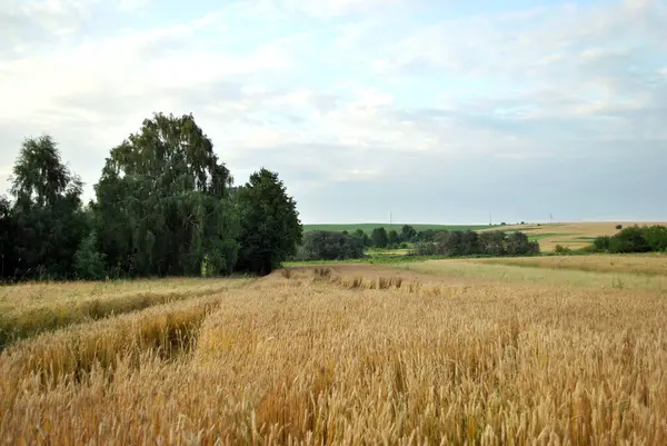 Buğdaylı güzel bir arazi.