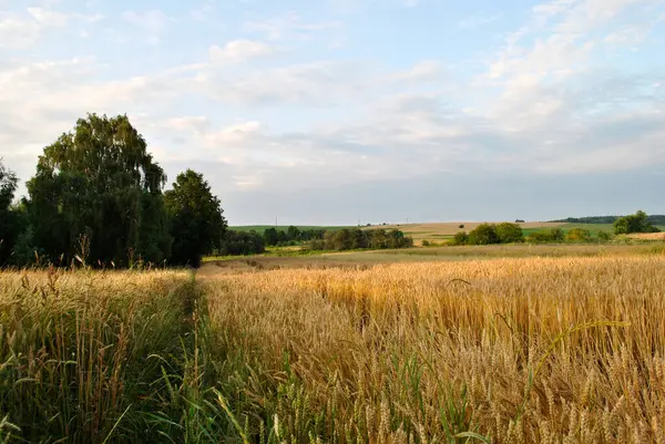 Altın tarla gün batımında
