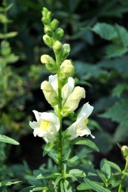 Güzel botanik fotoğrafı, doğal duvar kağıdı.
