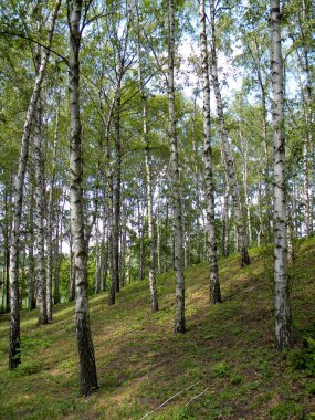 İlkbaharda ormandaki yeşil ağaçlar