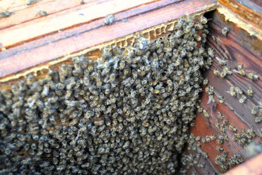 Arı kovanındaki arıların çerçevesi.