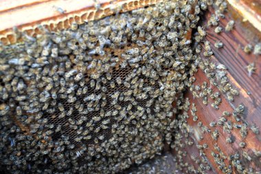 Bal çerçevesindeki arı kovanı..