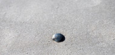 St. Peter-Ording 'in Kuzey Denizi sahilinde deniz kabuğu