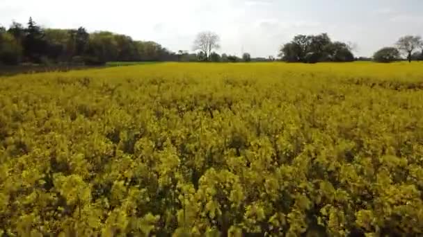Weiterstadt Braunshardの黄色い花の菜の花畑の上のドローン飛行 — ストック動画