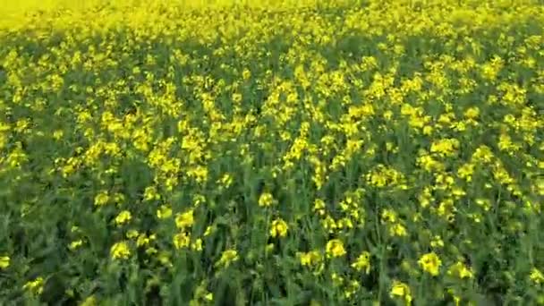 Voo Drone Sobre Campo Colza Amarelo Florescendo Alemanha — Vídeo de Stock