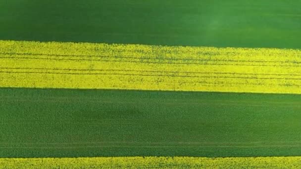 Let Dronem Nad Žlutě Kvetoucím Polem Řepky Německu — Stock video