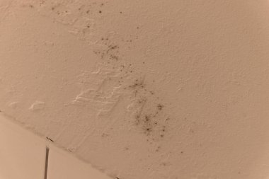 Küflü banyo kiremitleri.