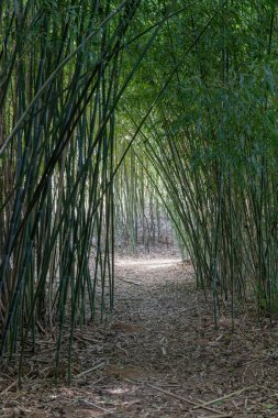 Almanya 'da yazın bir parkta bambu ormanı