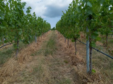 Üzüm tarlası, yemyeşil ve yukarıdan farklı yapılar alınmış, İHA atışı.