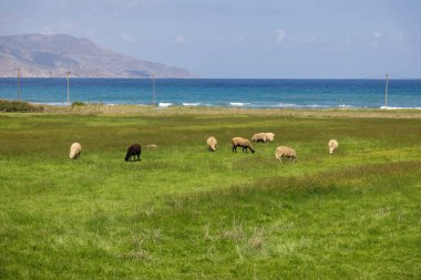 Girit, Yunanistan 'da yeşil bir çayırda renkli koyunlar