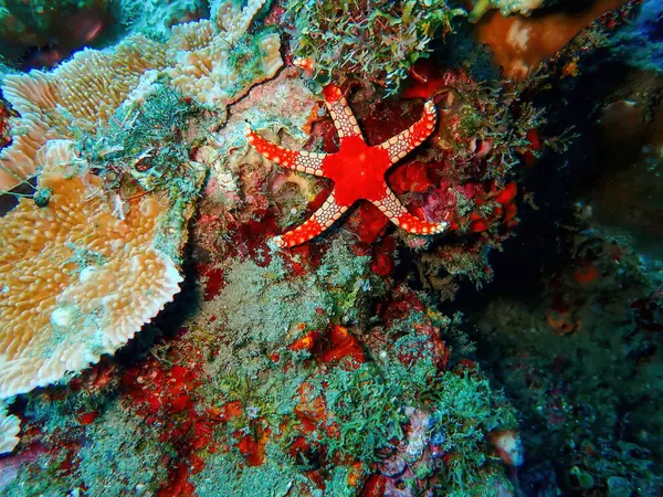 Starfish in red at a coral reef in the Asian Sea