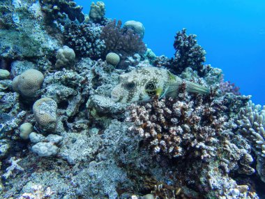 Bali 'deki bir dalış sırasında mercan resifinde beyaz benekli kirpi balığı.