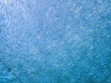 Bali 'deki bir dalış sırasında mercan resifinde balık sürüsü