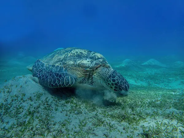 Water turtle in the coral reef during a dive in Bali