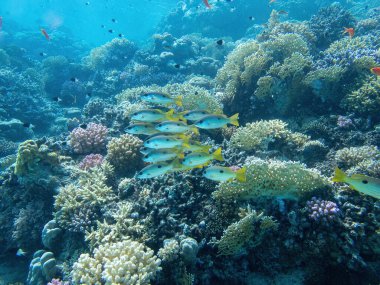 Bali 'deki bir dalış sırasında mercan resifinde balık sürüsü