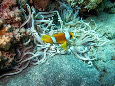 Bali 'deki bir dalışta palyaço balığıyla mercan.