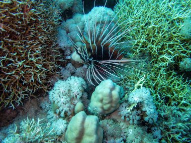 Bali 'deki bir dalış sırasında mercan resifinde Pasifik aslan balığı