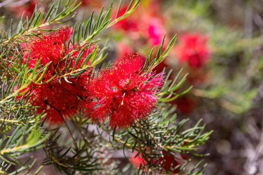 Kırmızı çiçekli, karmine kırmızısı şişe fırçası mersin familyasından