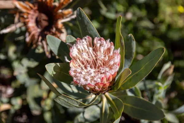 stock image Sugarbush Protea, close-up of a flower in France in spring