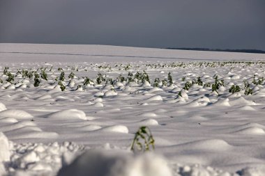 Kar ve bitkilerle kaplı kış manzarası kardan dışarı sarkmış.