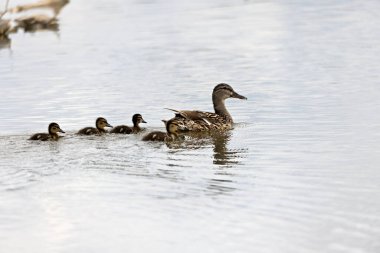 Ördek ailesi, civcivli anne, Tuna nehrinin kenarından fotoğraflanmış.