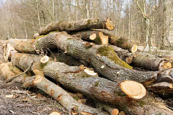 stock image Stack of moss-covered trunks of old trees