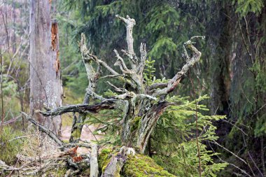 fairytale forest in winter with roots, moss and fog in the Black Forest clipart