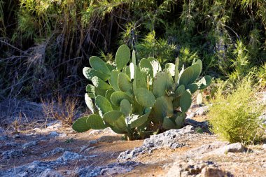 Yunanistan 'ın Girit adasında kulak kaktüsü kümesi