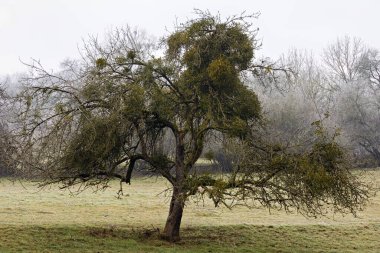 Soğuk kış mevsiminde çayırda ökseotuyla kaplanmış yaşlı ağaç.