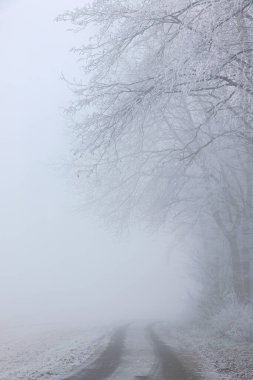 Baden-Wuerttemberg 'de donmuş ve karla kaplı bir orman.