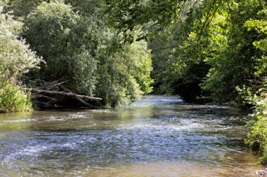 Yazın ağaçlar ve bitkilerle çevrili doğal nehir.
