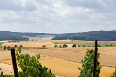 Olgun, hasat edilmemiş tahıllarla dolu tarlalar yazın sonlarında