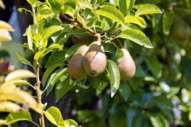 Yazın meyveli armut ağacı Almanya 'da profesyonel bir meyve çiftliğinde, yakın plan.