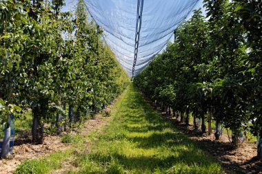 profesyonel, ağ kaplı, meyveli meyve tarlası Almanya 'da