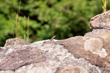 Yazın taş ocağında eski bir duvarda duvar kertenkelesi, yakın plan.