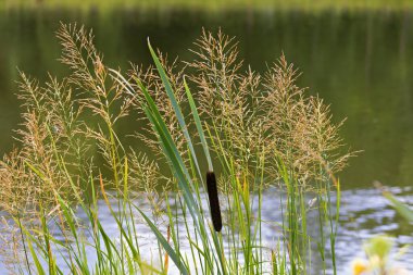 Yazın Tuna Nehri 'nde tohum başları olan çeşitli otlar ve kuyruk salkımları