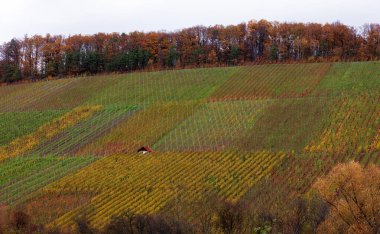 Sonbaharda Almanya 'da şarap evleri olan üzüm bağları