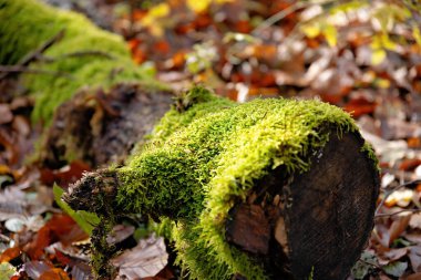 Sonbaharda bulanık arkaplan ile yosun çiğ damlalarıyla kaplı eski ağaç gövdesi