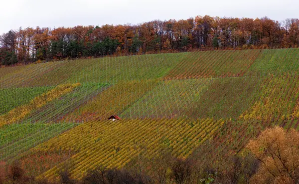 Sonbaharda Almanya 'da şarap evleri olan üzüm bağları