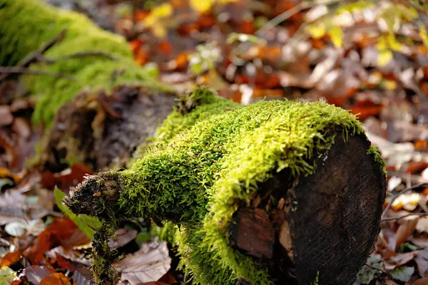 Sonbaharda bulanık arkaplan ile yosun çiğ damlalarıyla kaplı eski ağaç gövdesi
