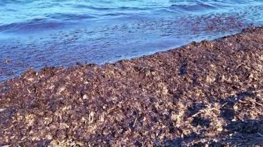 Akdeniz 'de, Fransa' nın güneyinde Fransız Rivierası yakınlarındaki Port Grimaud 'da deniz yosunları ve dalgalar vardı.