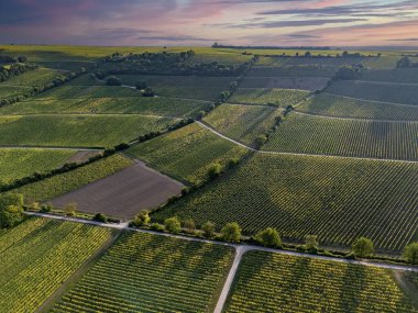 Güneşli havalarda Oppenheim yakınlarındaki yeşil üzüm bağlarına bakın, yazın insansız hava aracı vuruşu.