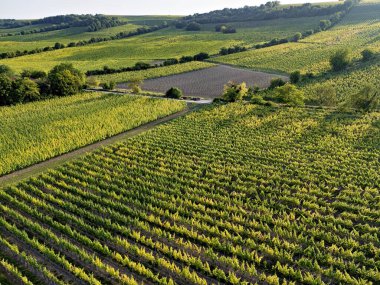 Güneşli havalarda Oppenheim yakınlarındaki yeşil üzüm bağlarına bakın, yazın insansız hava aracı vuruşu.