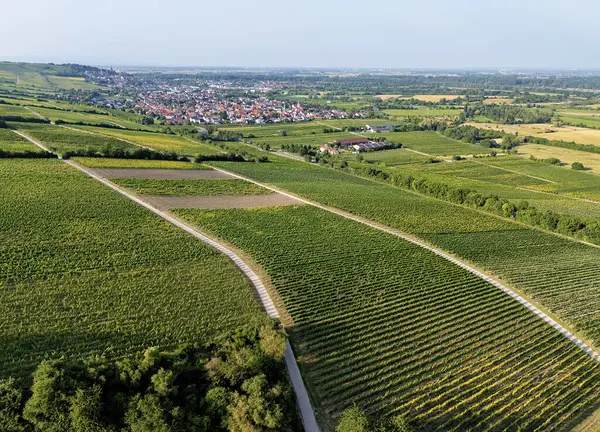 Oppenheim am Rhein ile üzüm bağları ve St. Catherine Kilisesi, yazın insansız hava aracı çekimleri.