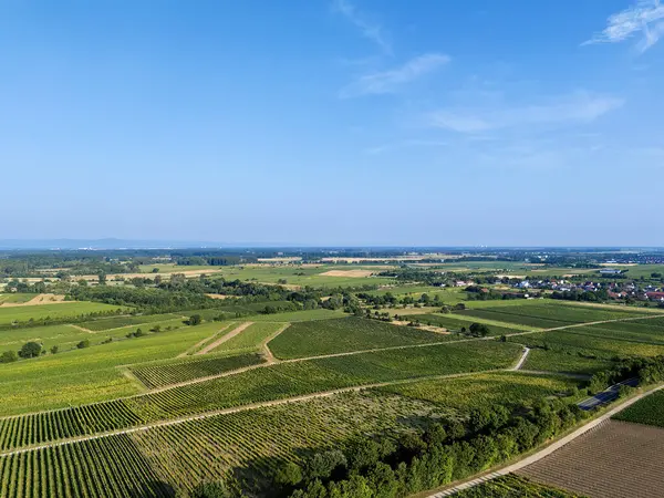 Güneşli havalarda Oppenheim yakınlarındaki yeşil üzüm bağlarına bakın, yazın insansız hava aracı vuruşu.