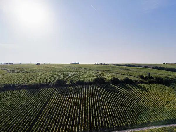 Güneşli havalarda Oppenheim yakınlarındaki yeşil üzüm bağlarına bakın, yazın insansız hava aracı vuruşu.