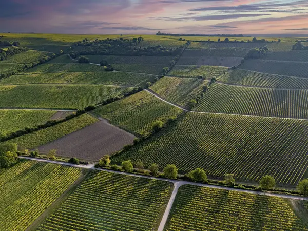 Güneşli havalarda Oppenheim yakınlarındaki yeşil üzüm bağlarına bakın, yazın insansız hava aracı vuruşu.